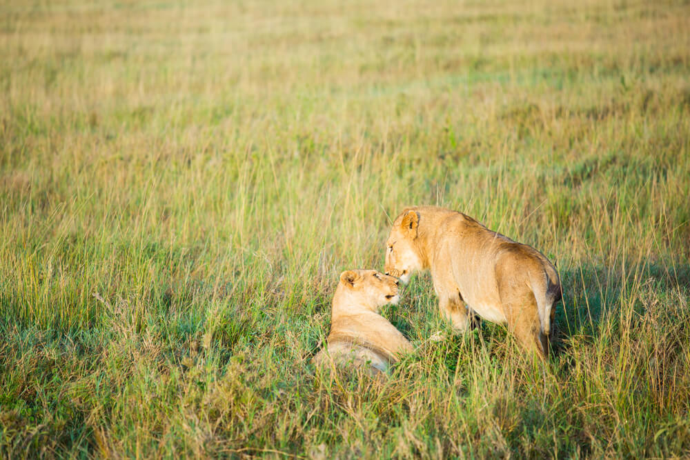 交感神経と副交感神経はライオンをイメージすると分かりやすい