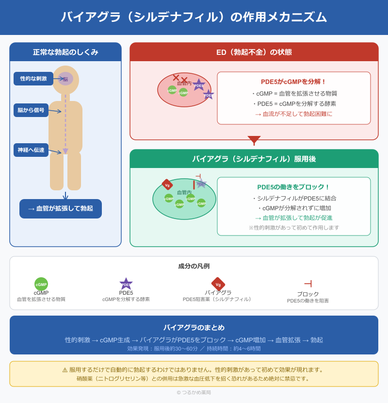 バイアグラのメカニズム